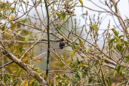 Heart-spotted woodpecker (Hemicircus canente) at Thattekkad Bird Sanctuary, Kerala, India photo