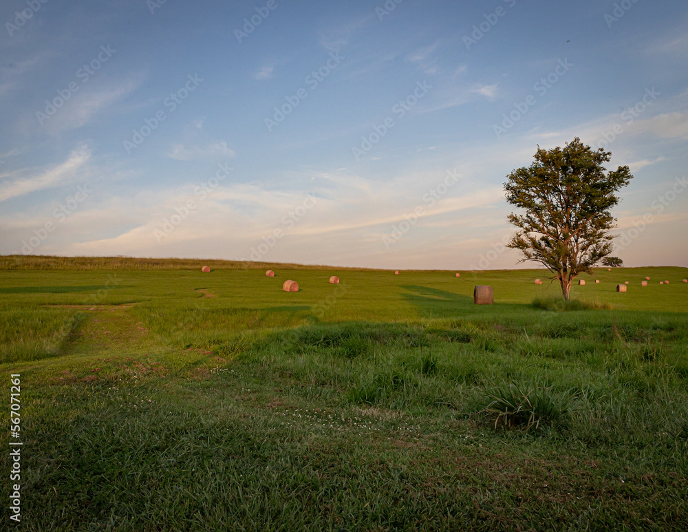 Fototapeta premium pasture view at sunset