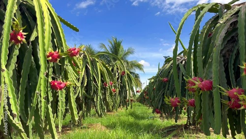 dragon fruit on the dragon fruit pitaya tree, harvest in the agriculture farm at asian exotic tropical country, pitahaya organic cactus plantation in thailand or vietnam in the summer sunny day photo