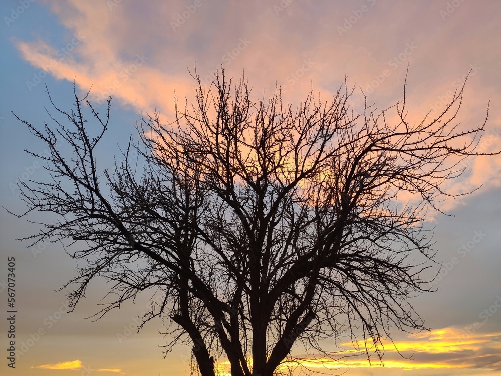 Silhouette of a tree on the background of the sunset Silhouette of a tree on the background of the sunset
