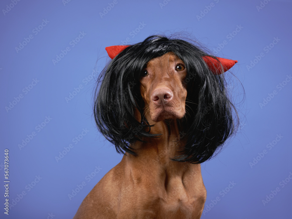 Funny dog in a black wig. Hungarian vizsla on a blue background. Pet in