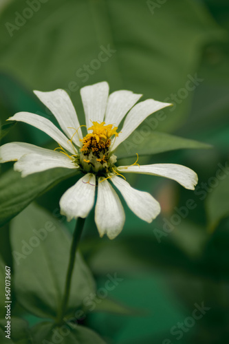 paper flower bloom