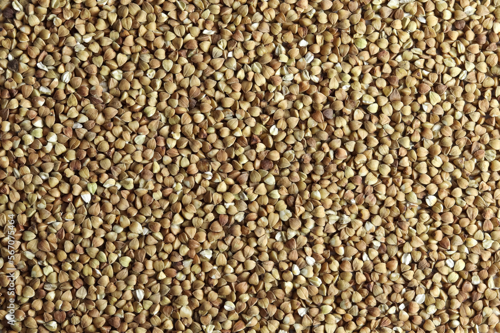 buckwheat. fresh buckwheat. dry buckwheat background. buckwheat texture buckwheat. fresh buckwheat. dry buckwheat background. buckwheat texture