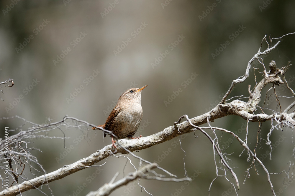 Zaunkönig (Troglodytes troglodytes) Zaunkönig (Troglodytes troglodytes)
