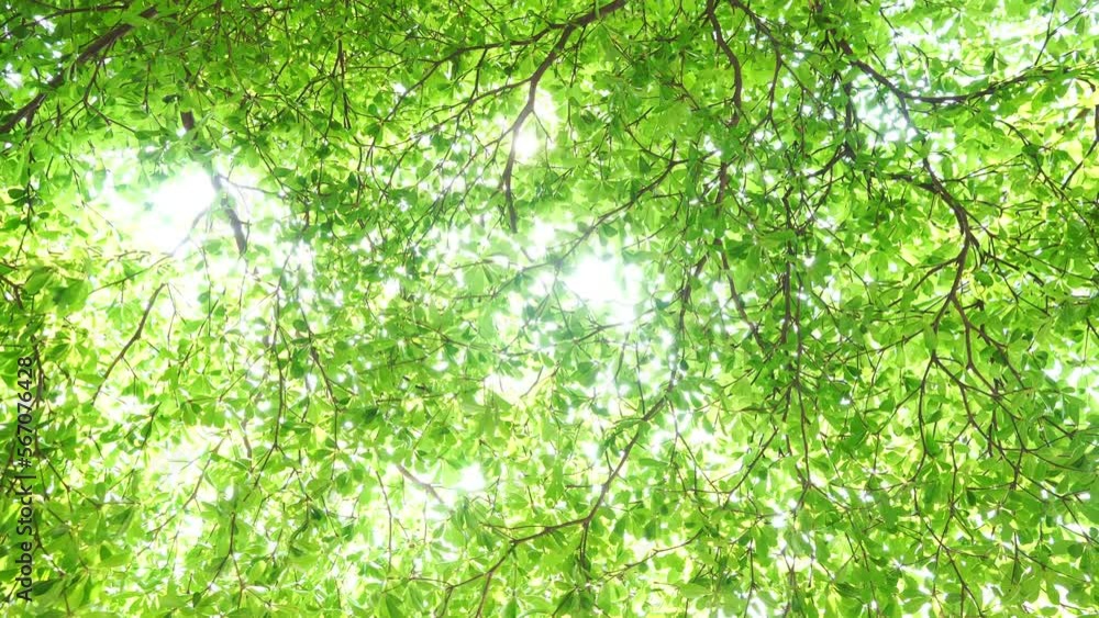 Beautiful summer in the forest, trees with green leaves against sunny sky, nature background, beauty world.