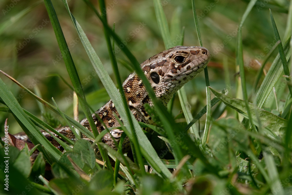 Zauneidechse (Lacerta agilis) Zauneidechse (Lacerta agilis)