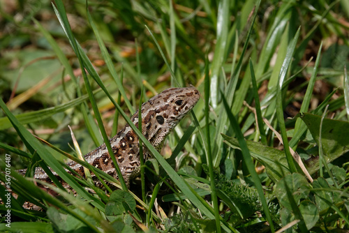 Zauneidechse  Lacerta agilis 