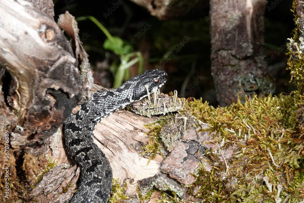 Obraz premium Kreuzotter (Vipera berus)