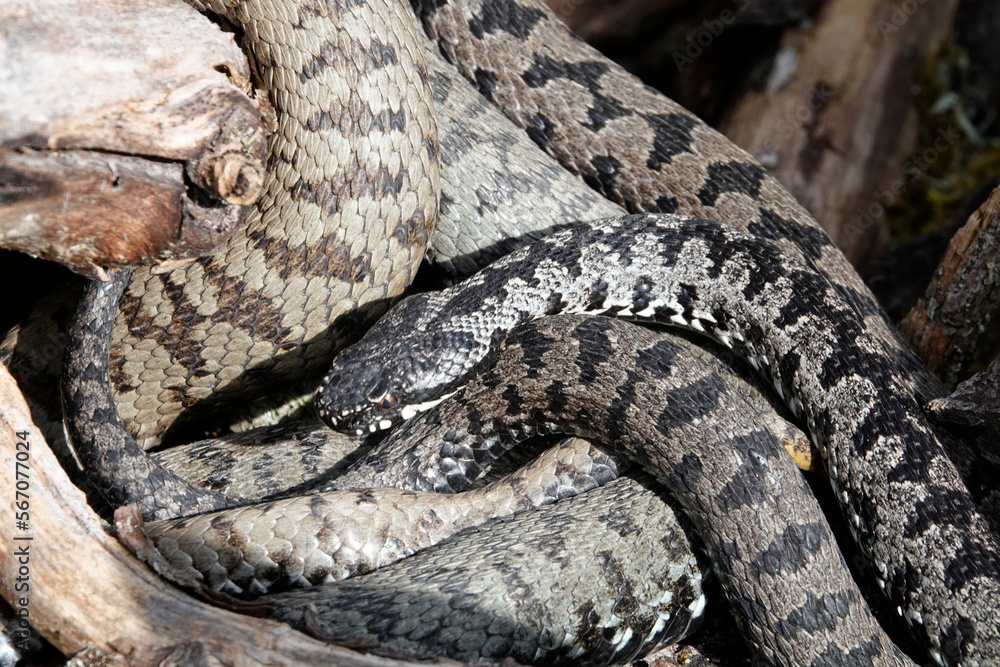 Fototapeta premium Kreuzotter (Vipera berus)