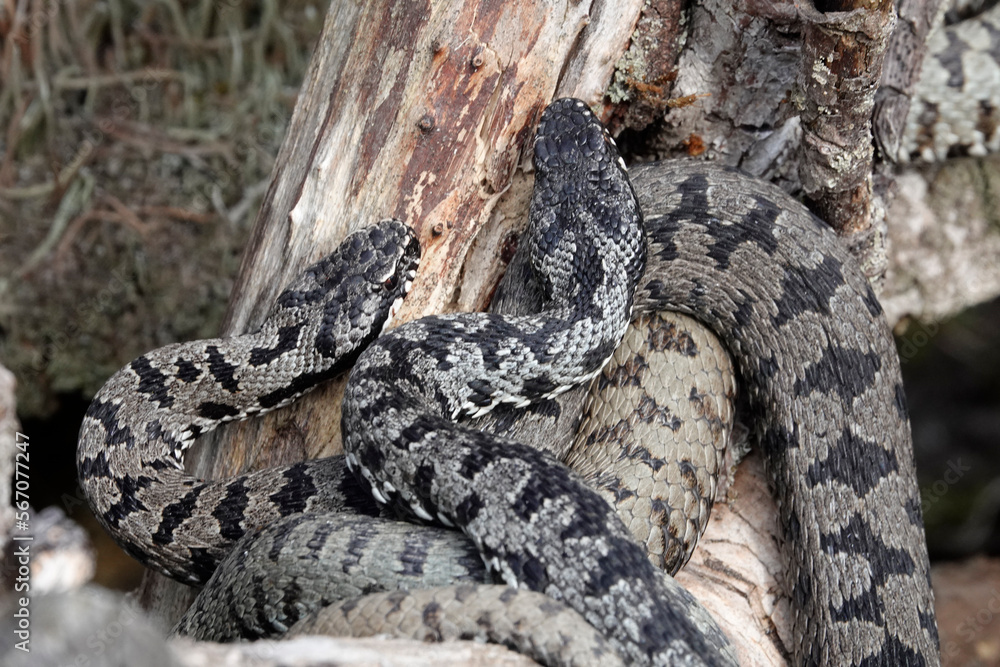 Kreuzotter (Vipera berus) Kreuzotter (Vipera berus)