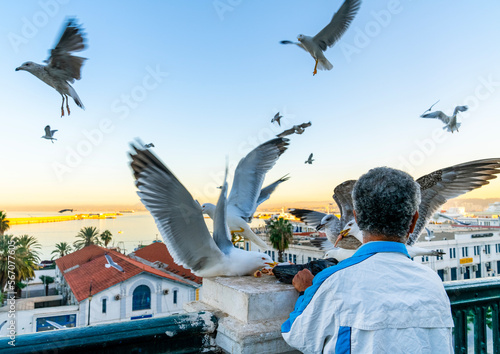 Algerian man feeding seagulls on the port, North Africa, Algiers, Algeria photo