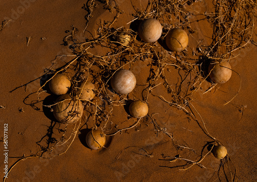 Citrullus colocynthis dry bitter gourd in Sahara desert, Tassili N'Ajjer National Park, Tadrart Rouge, Algeria