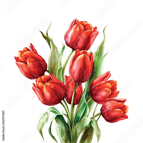 Illustration of watercolor hand drawn set of colorful red tulips bouquet isolated on white background. Spring flowers. Card for Mothers day, 8 March, wedding.