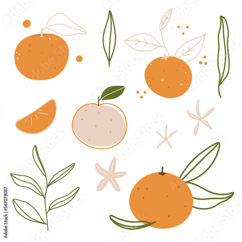 Christmas set tangerines with leaves and vanilla flowers, vector illustration for sticker, print, poster, postcard