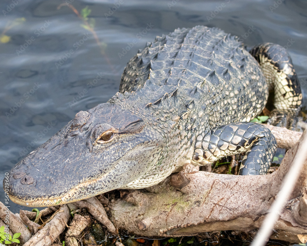 Fototapeta premium american alligator in the everglades