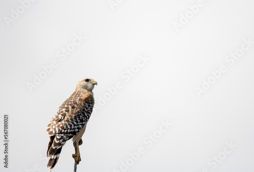 red shouldered hawk photo