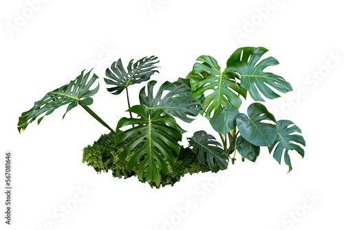 monstera plant isolated