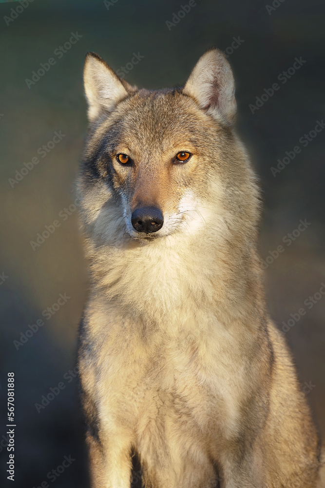 Wolf close up portrait