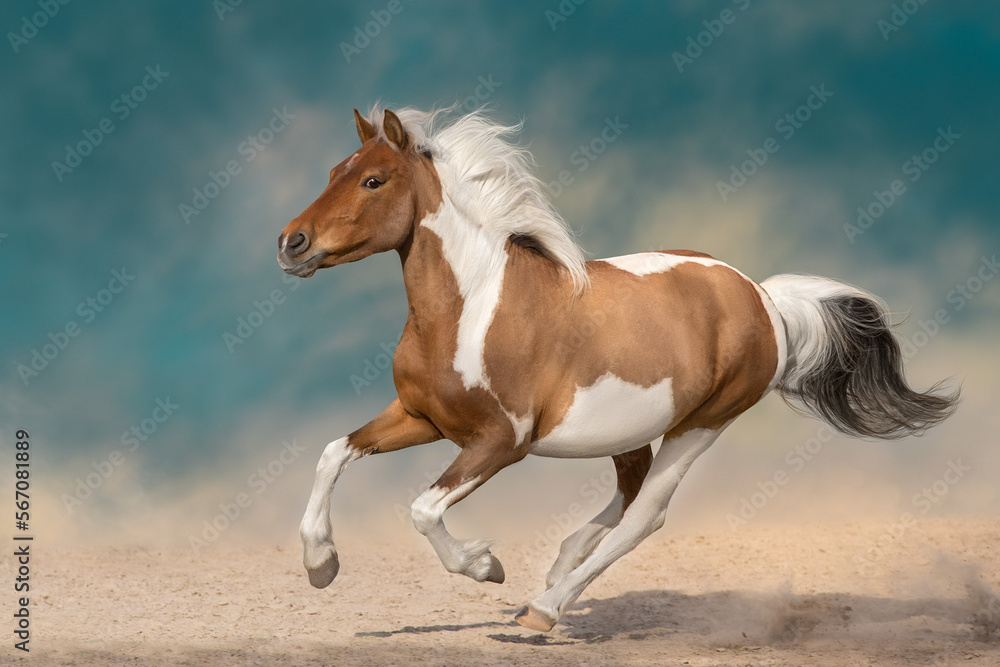 Piebald horse free run