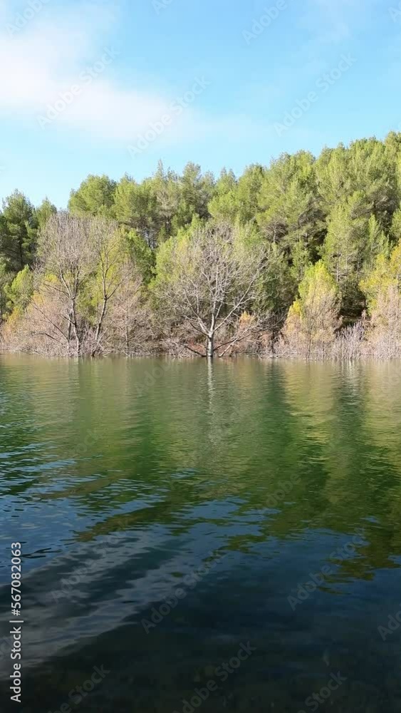 Pine trees with their trunks under the water of a lake in South of France, copy space to add text, titles, heading etc... Vertical format for immersive mobile viewing, ideal for social media Pine trees with their trunks under the water of a lake in South of France, copy space to add text, titles, heading etc... Vertical format for immersive mobile viewing, ideal for social media