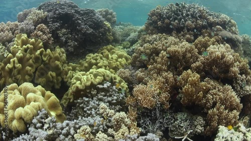 Wallpaper Mural A shallow and healthy coral reef full of fish thrives in the Solomon Islands. This remote Melanesian region harbors spectacular marine biodiversity. Torontodigital.ca