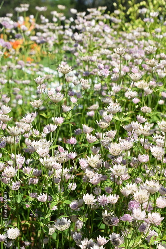 Pink great masterwort Astrantia major flowering in a park