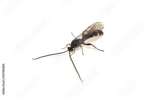 Black and yellow striped parasitic wasp of Tryphoninae subfamily isolated on white background