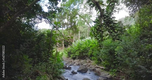 Honolulu, Oahu, Hawaii jungle landscape with a rushing creek and light through jungle vines and palm trees on Nuuanu Trail, aerial dolly photo