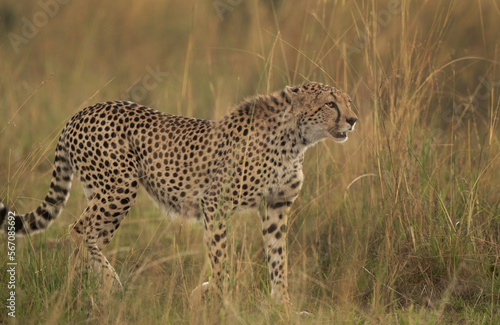 Cheetah walking in the mid of tall grasses, Masai Mara