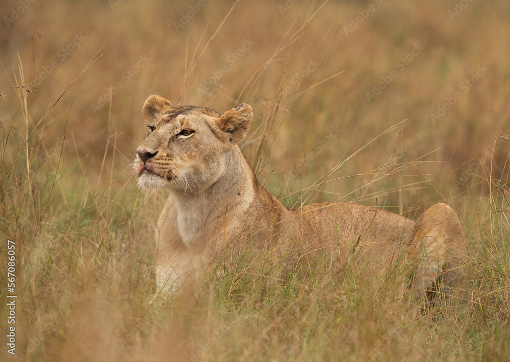 Naklejka premium A subadult lioness in the mid of grasses while feeding a piglet, Masai Mara, Kenya