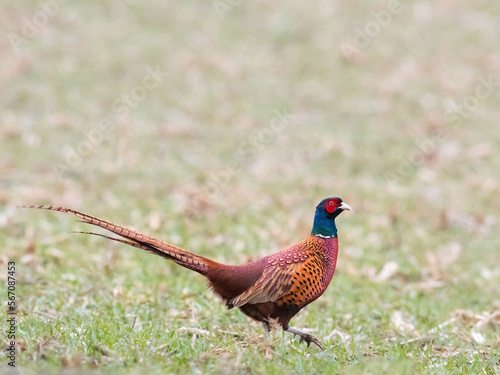  Close up view of Ringneck Pheasant on meadow