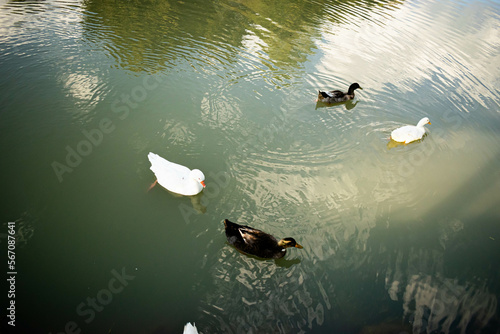 ducks in the lake