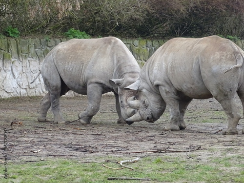 Two-horned rhinoceros