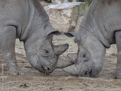 Two-horned rhinoceros © Martin