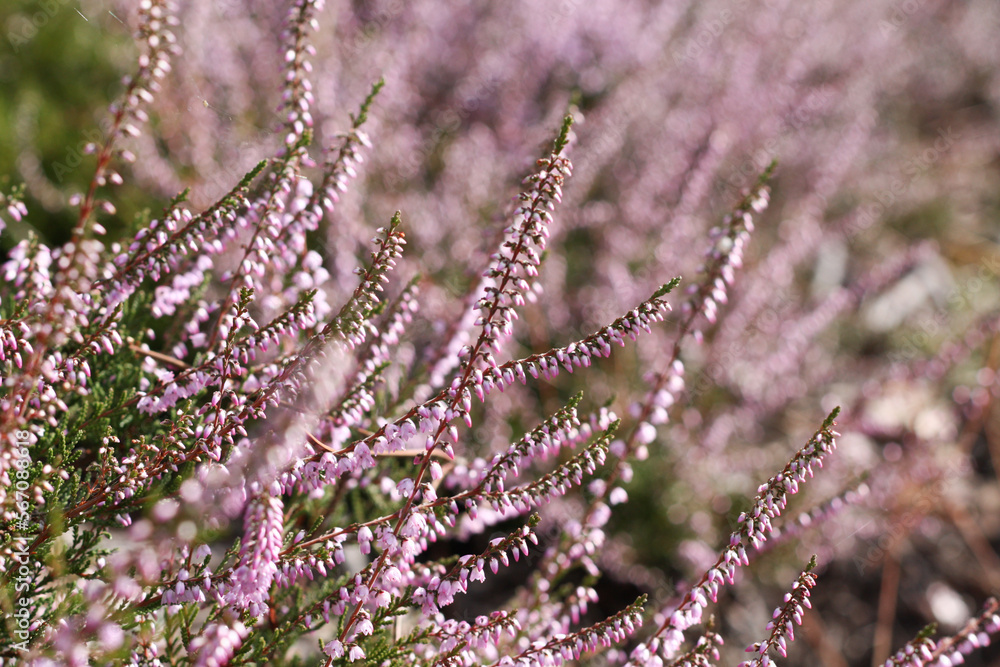Obraz premium Close up of heather flowers in the forest. Calluna vulgaris, Portugal