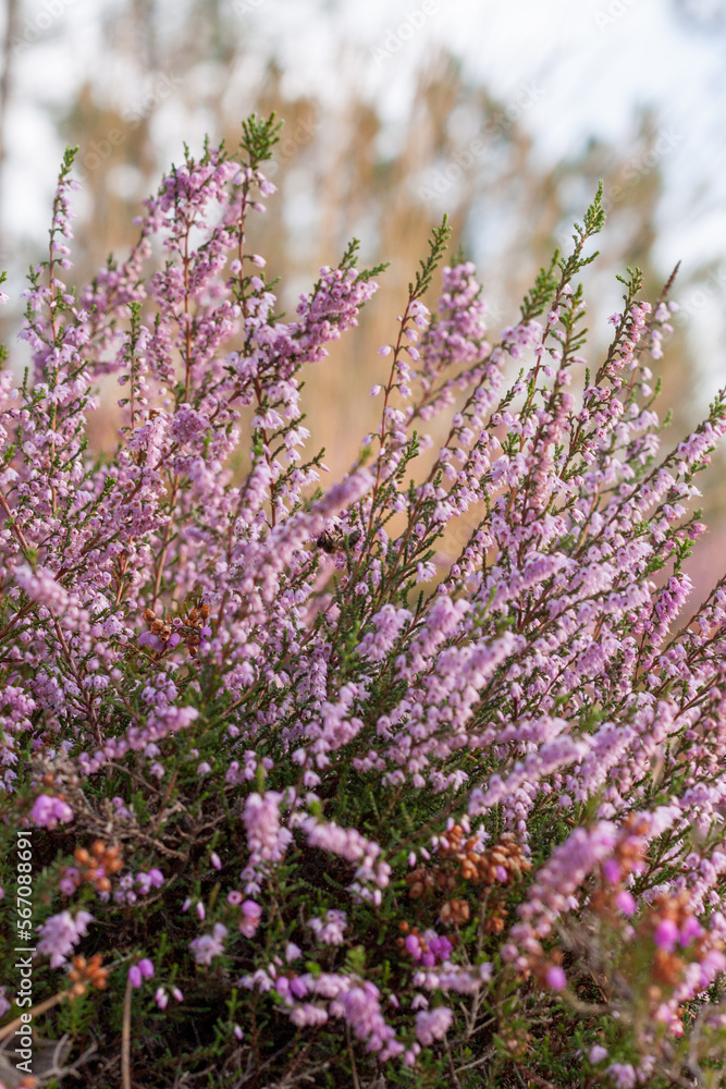 Obraz premium Close up of heather flowers in the forest. Calluna vulgaris, Portugal