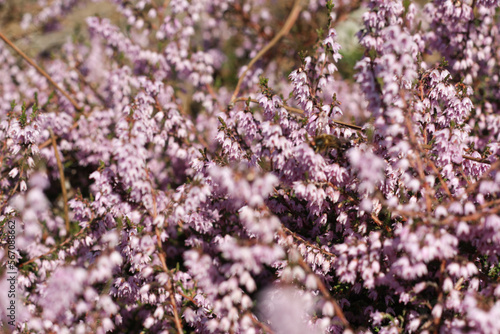 Close up of heather flowers in the forest. Calluna vulgaris, Portugal