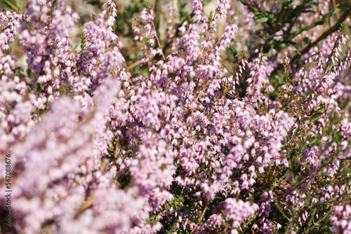 Close up of heather flowers in the forest. Calluna vulgaris, Portugal