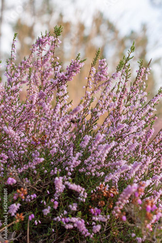 Close up of heather flowers in the forest. Calluna vulgaris  Portugal