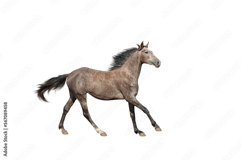 A beautiful brown-gray horse galloping unusual suit. Isolated as png A beautiful brown-gray horse galloping unusual suit. Isolated as png