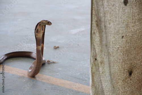  catch a snake King Cobra using  heavy large towel  © Rmid