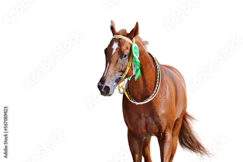 Portrait of a horse winner in the competition with a beautiful rosette on the bridle. Thoroughbred horse won the race. Isolated as png