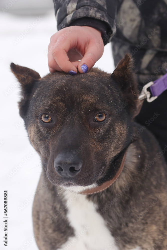 Naklejka premium staffordshire terrier closeup photo on leash with human hand