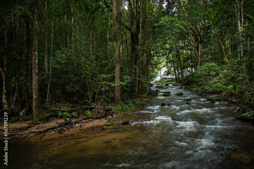 The River Flowing in The Forest