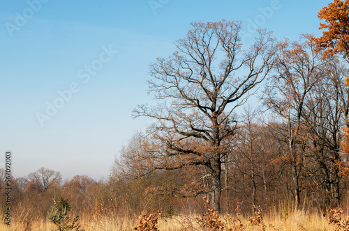 Autumn in the forest, colorful forest and sunny day.