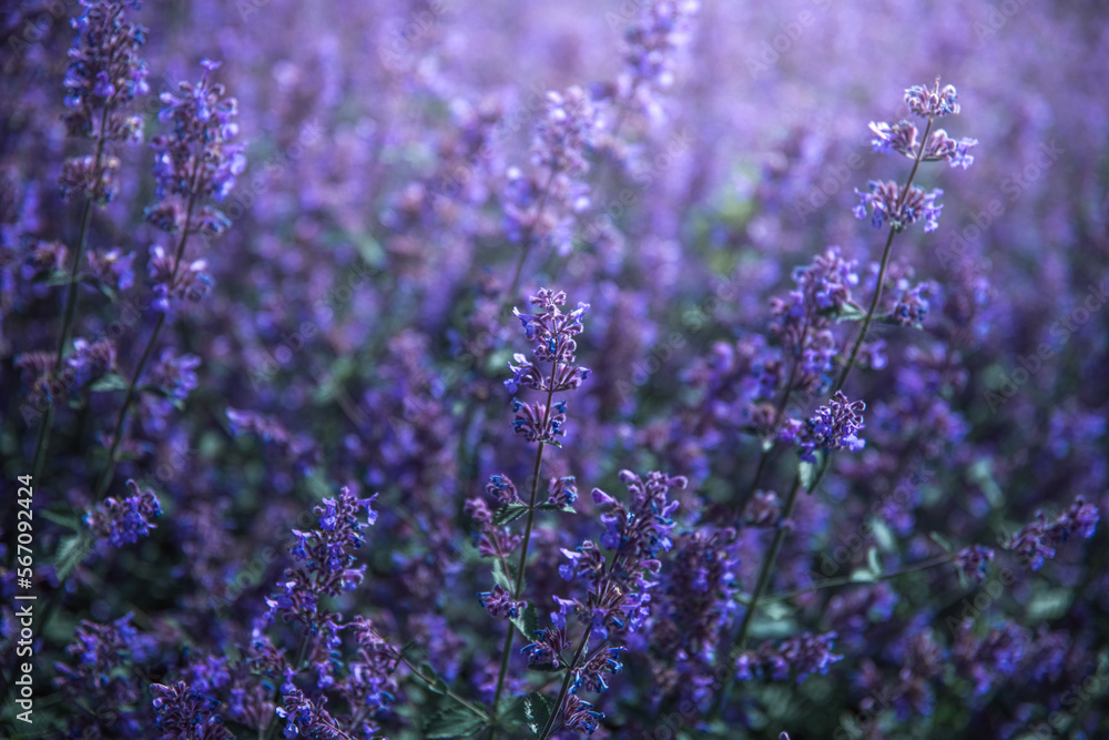 Fototapeta premium bright lilac sage flowers in the field
