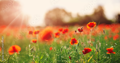 Close up view of the poppy red flowers in the field in the sunset.