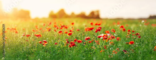 Panoramic view of the poppy red flowers in the field in the sunset.
