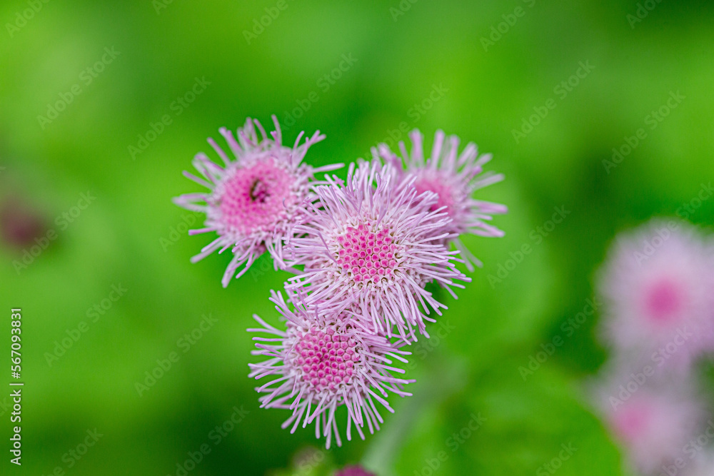 Pink ageratum flowers close-up, macro on a background of green grass Pink ageratum flowers close-up, macro on a background of green grass