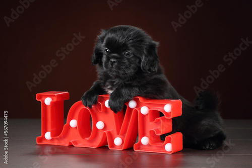 Fotografie Cute little black puppy with lettering love